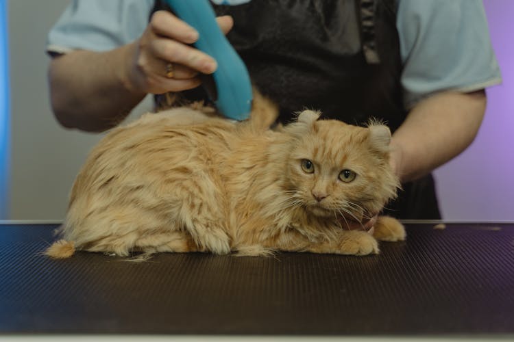 A Cat Having A Haircut