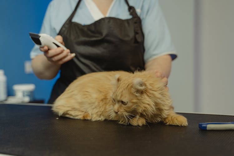 Grooming Of Cat By A Professional Groomer