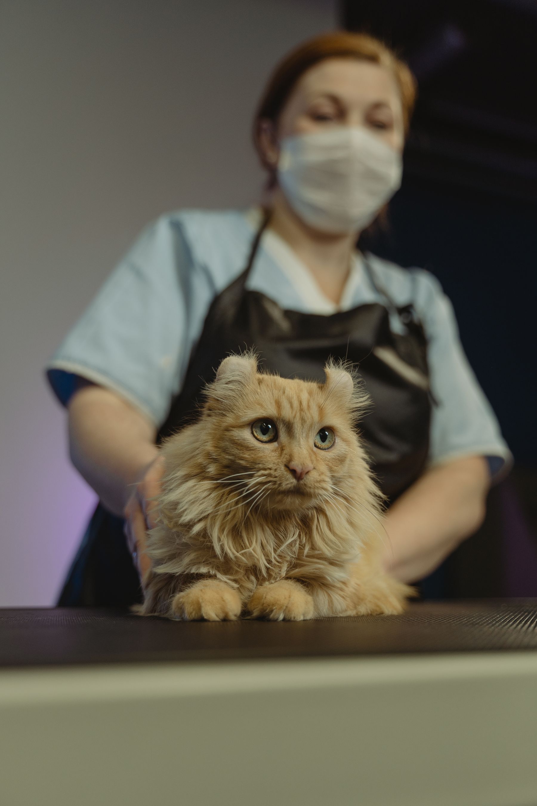 Gato em atendimento profissional