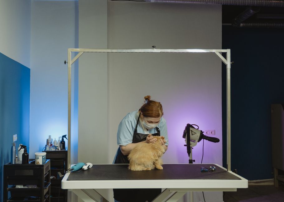 grooming brushes for long-haired cats - A professional groomer tending to a fluffy tabby cat indoors, showcasing a grooming setup.