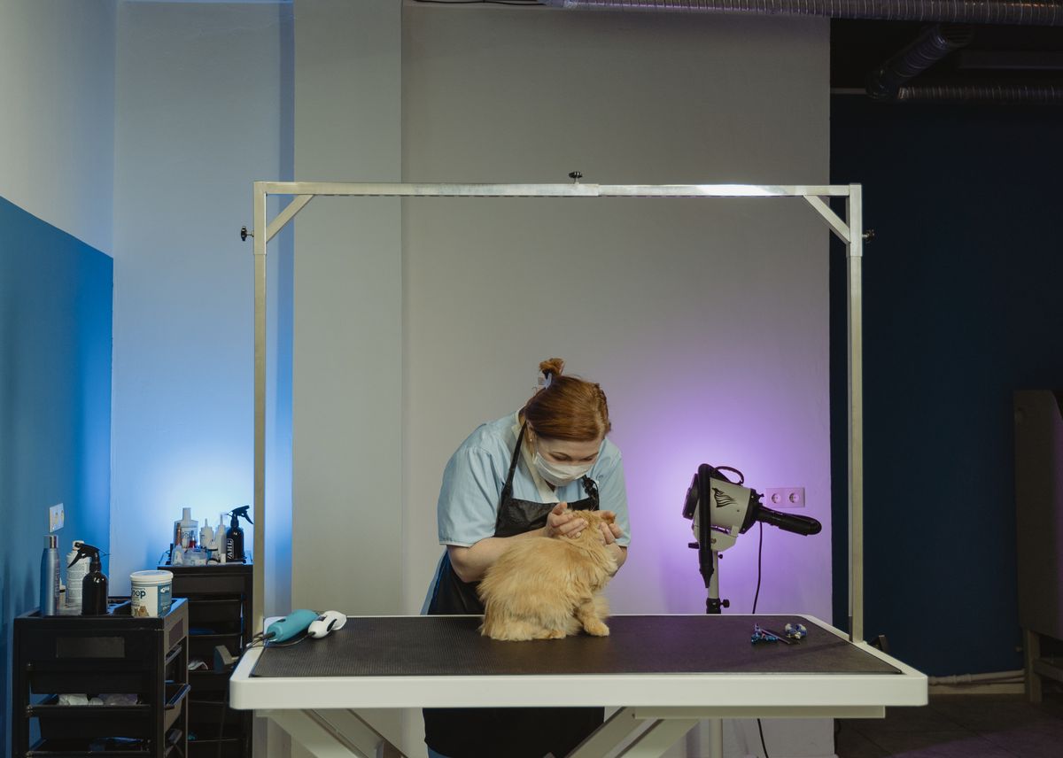 Professional groomer gently attending to a tabby cat