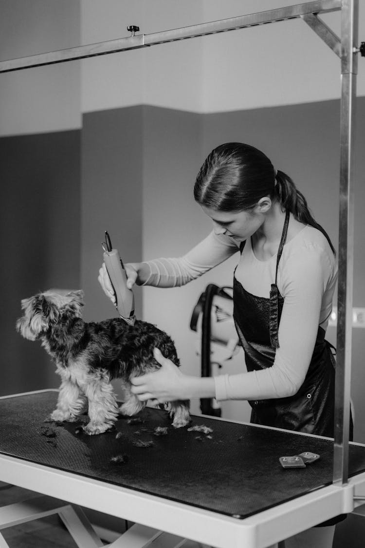 Terrier Dog Being Groomed By A Professional Groomer 