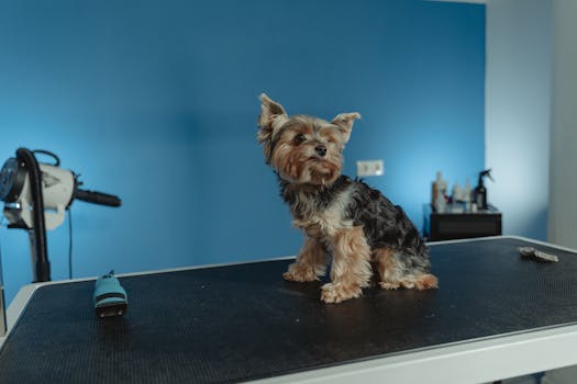 Yorkshire Terrier on grooming table in pet salon with blue background.