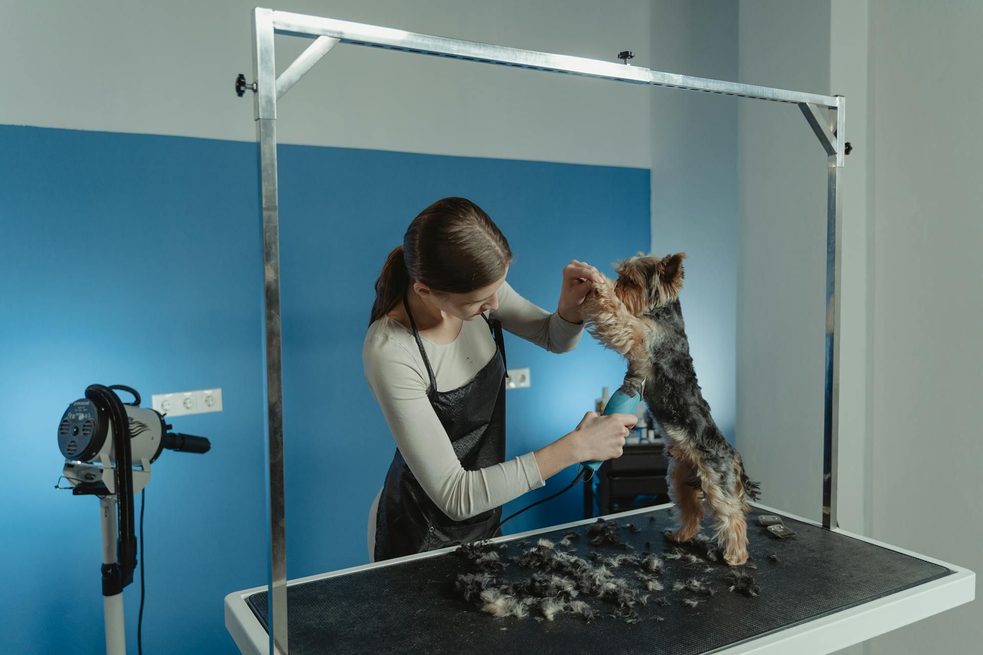 Un chien terrier soigné par un soignant professionnel