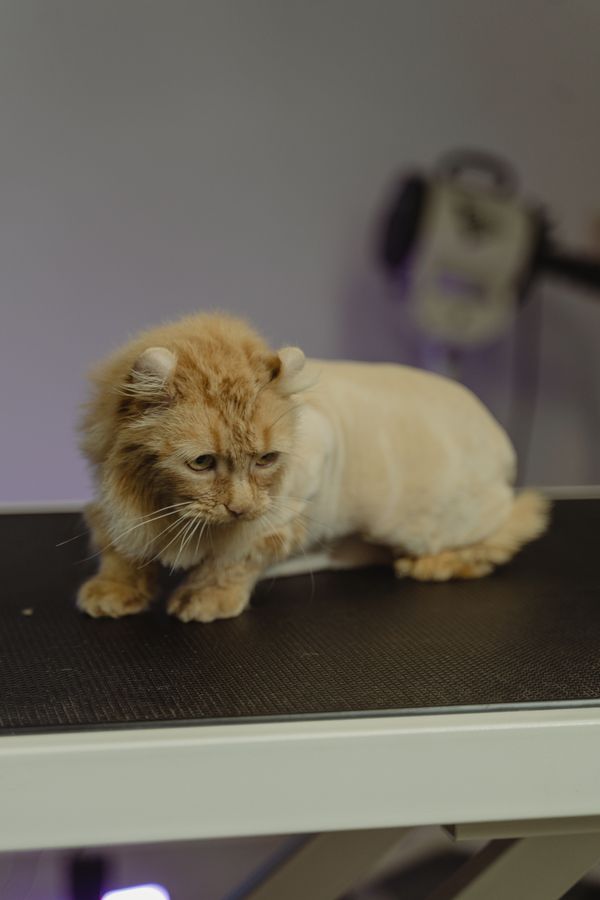 A cat being brushed and groomed