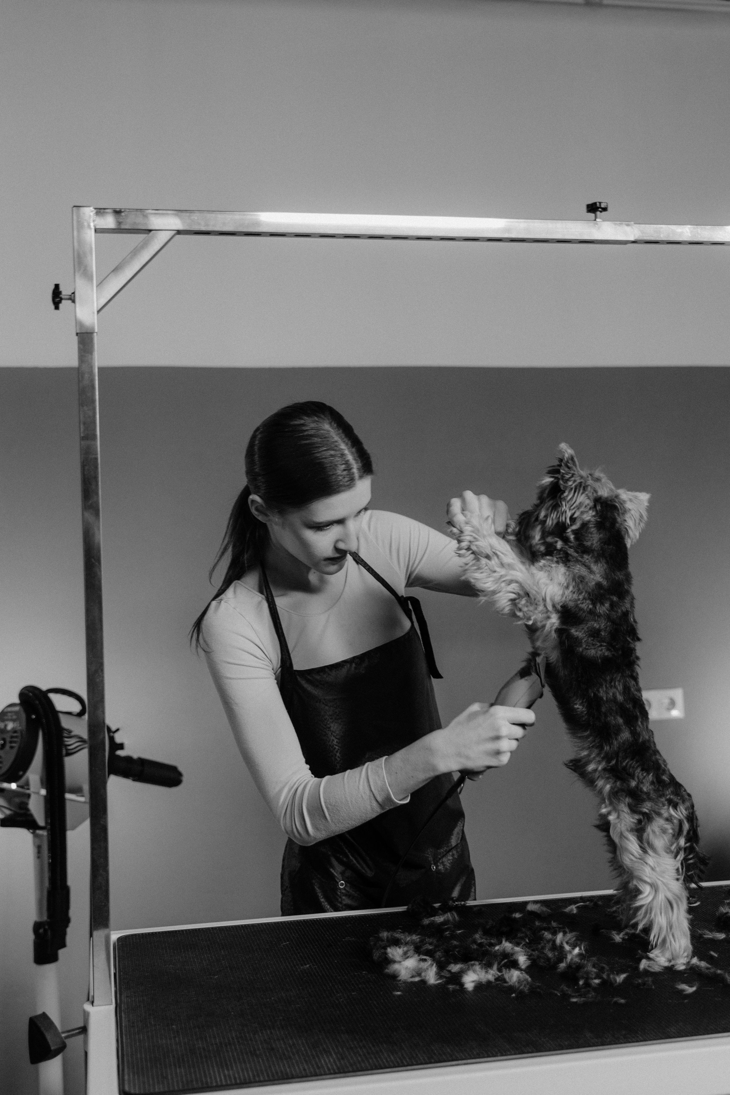Professional groomer trimming a dog's coat