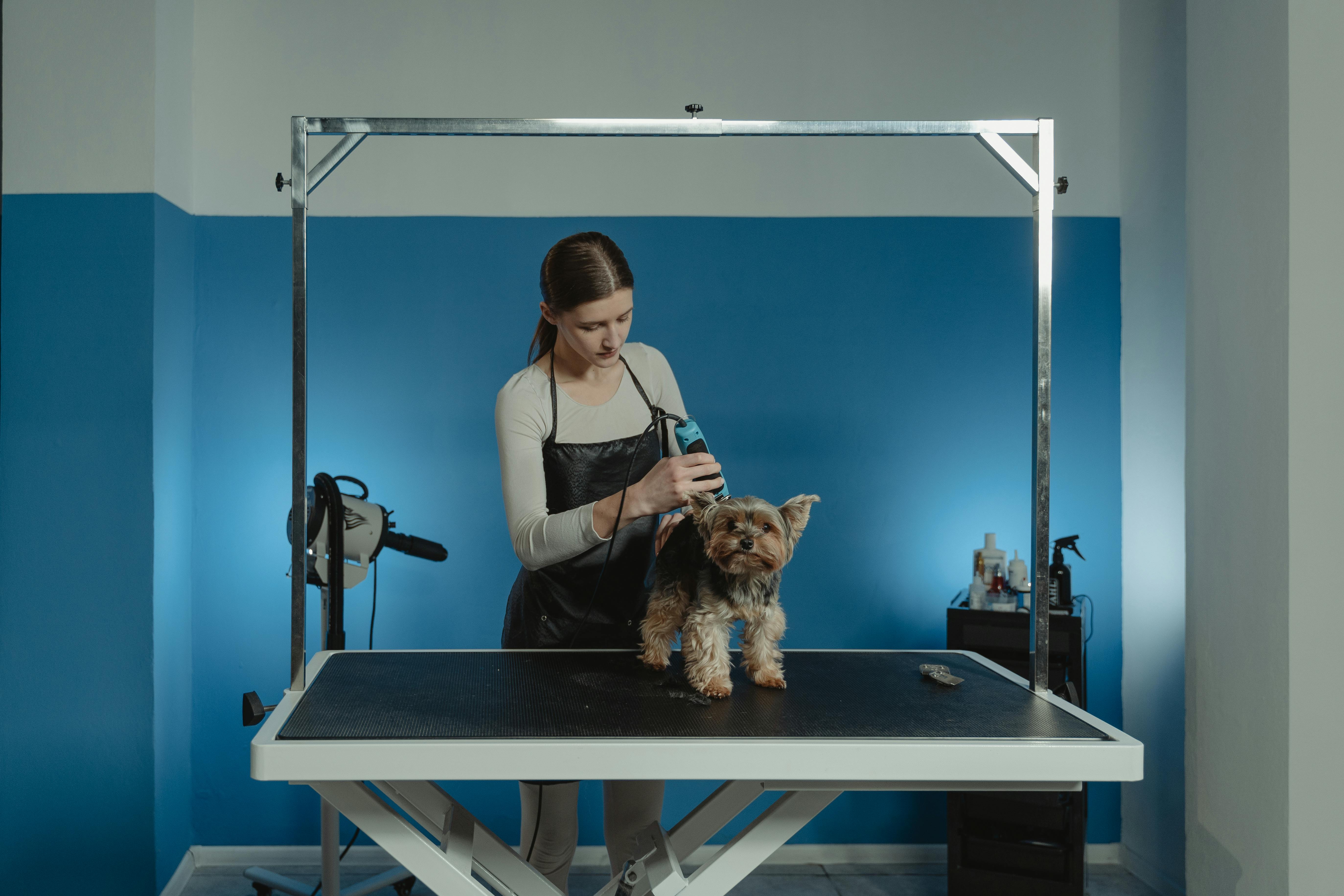 Terrier Dog being Groomed by a Professional Groomer