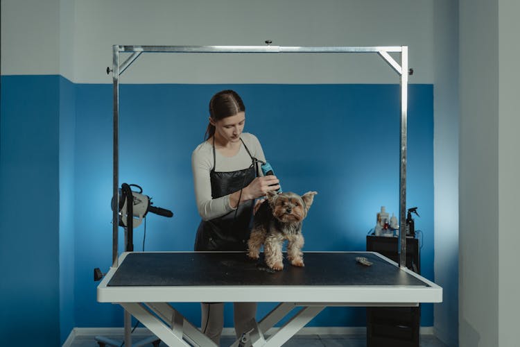 Terrier Dog Being Groomed By A Professional Groomer