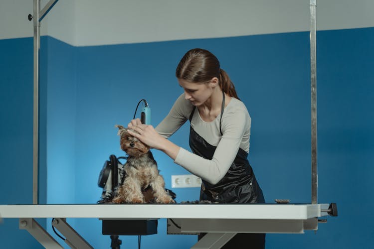 Terrier Dog Being Groomed By A Professional Groomer