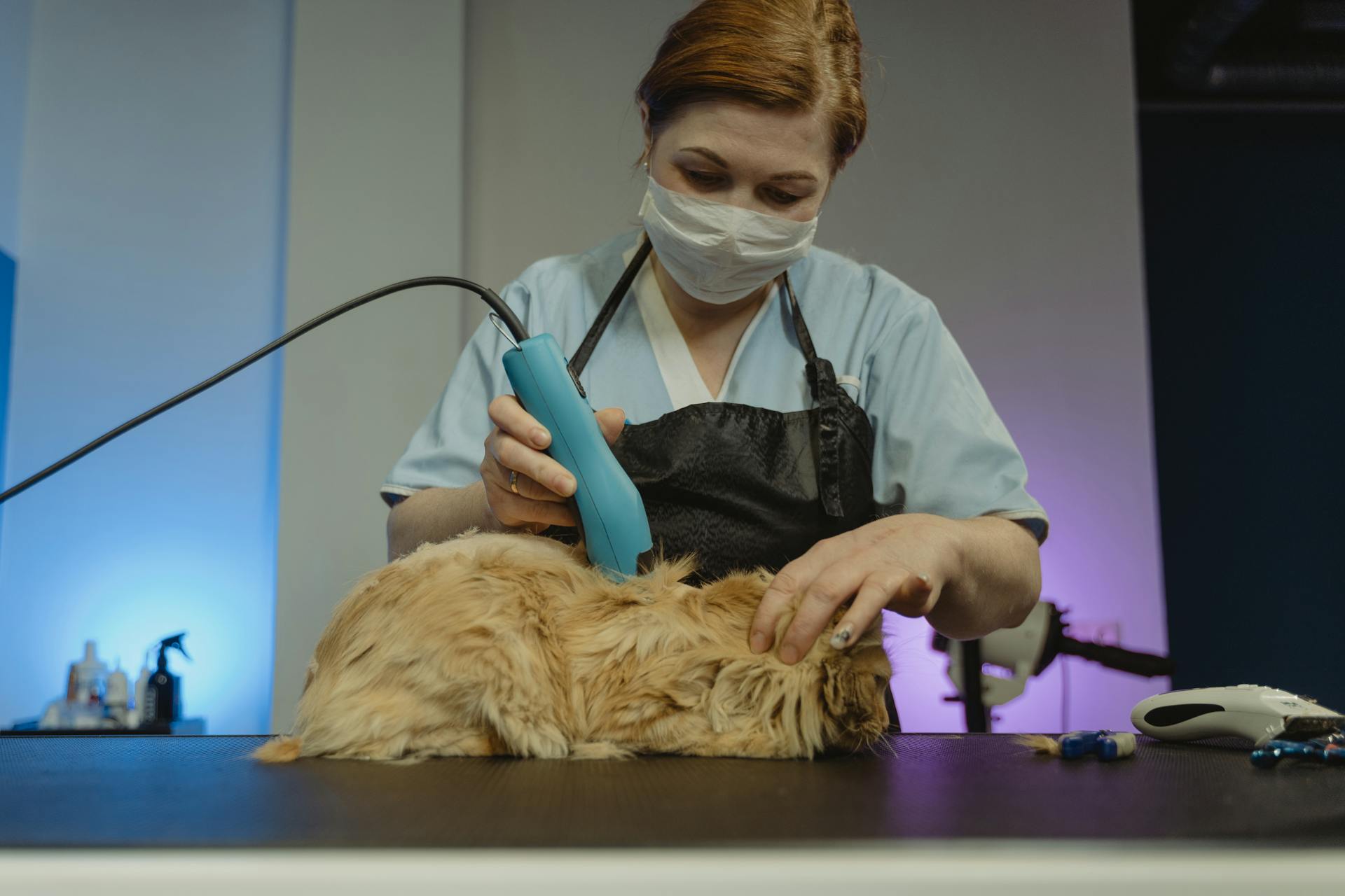 Grooming of Cat by a Professional Groomer