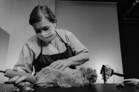 A professional groomer expertly trims a cat's fur, showcasing skill in pet care.