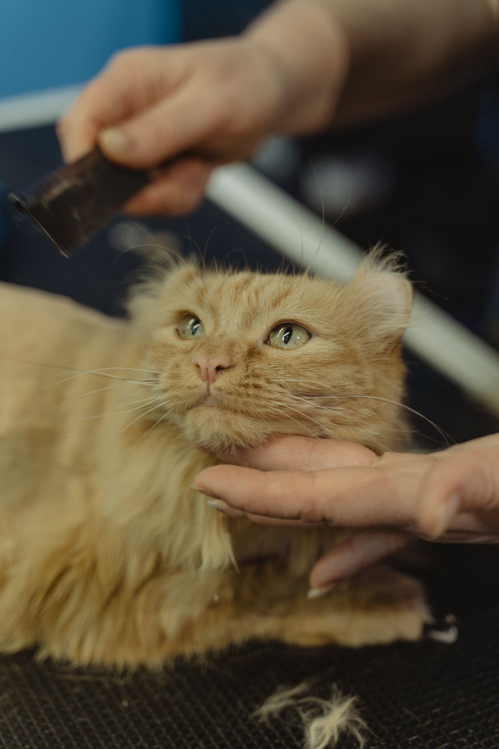 Katze haart extrem? Was normal ist – und was wirklich hilft - 2