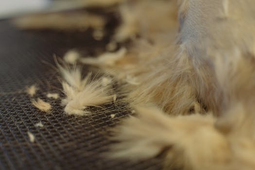 Detailed image of animal fur during a grooming session, showcasing texture and color.