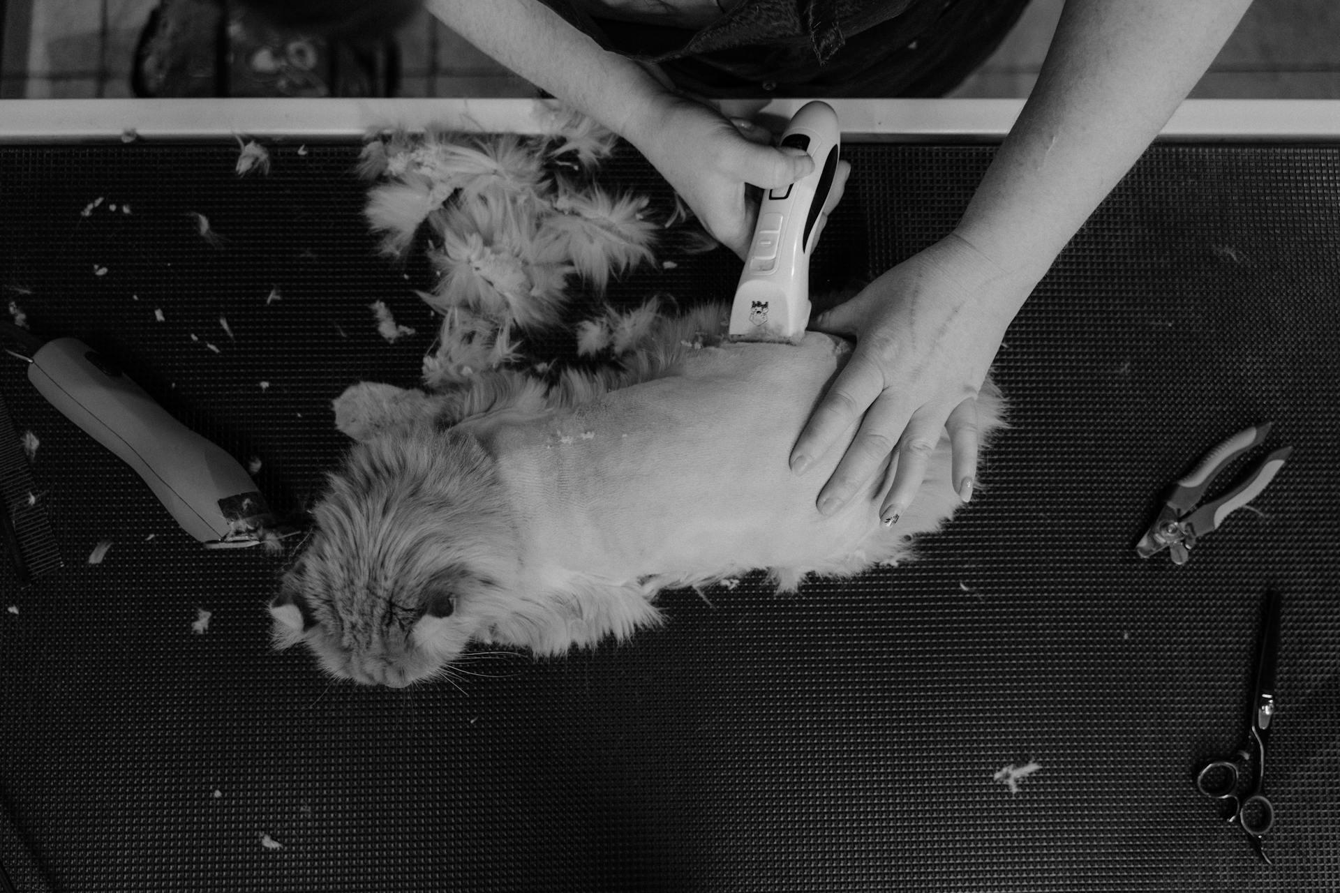 Grayscale Photo of Person grooming a Long Fur Cat