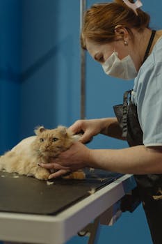 Woman groomer skillfully trims a fluffy cat indoors, maintaining pet hygiene and style.