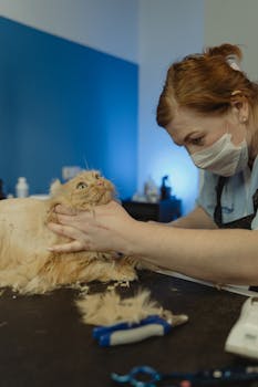A professional groomer trimming a furry Persian cat indoors.