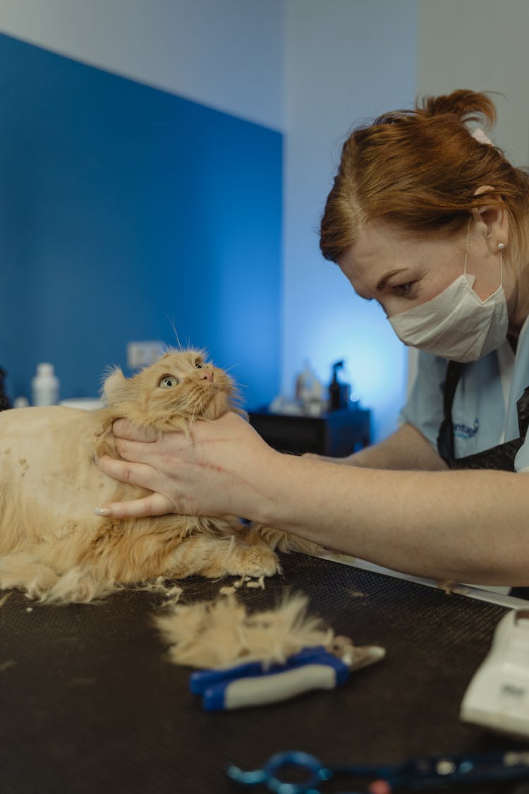 Grooming Of Cat By A Professional Groomer