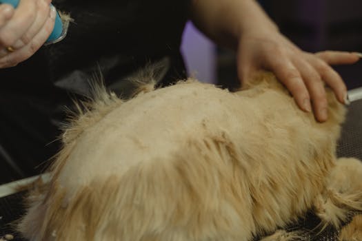 Close-up of a pet being groomed by a professional using a clipper indoors.
