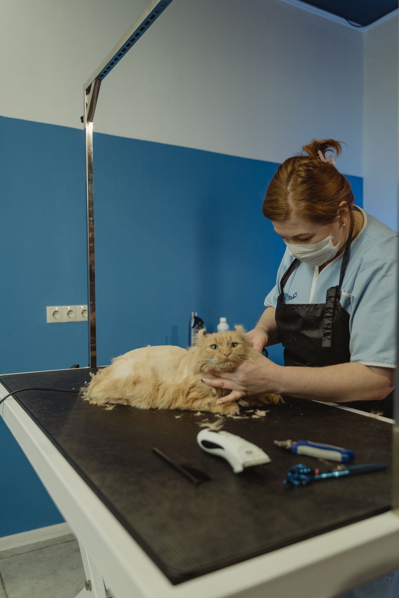 Mèo đang được groomer chuyên nghiệp chăm sóc tại salon thú cưng