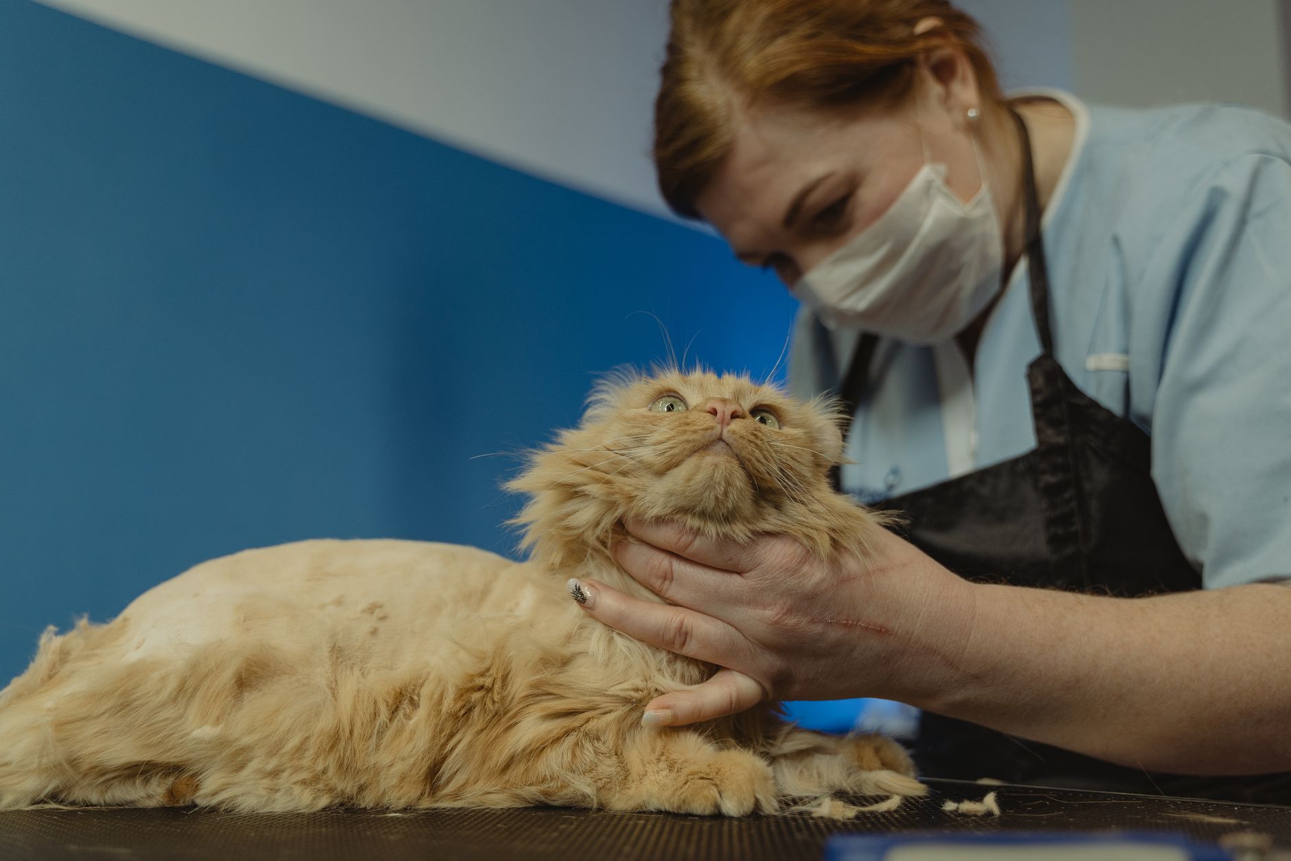 Veterinarian examining a cat during a checkup