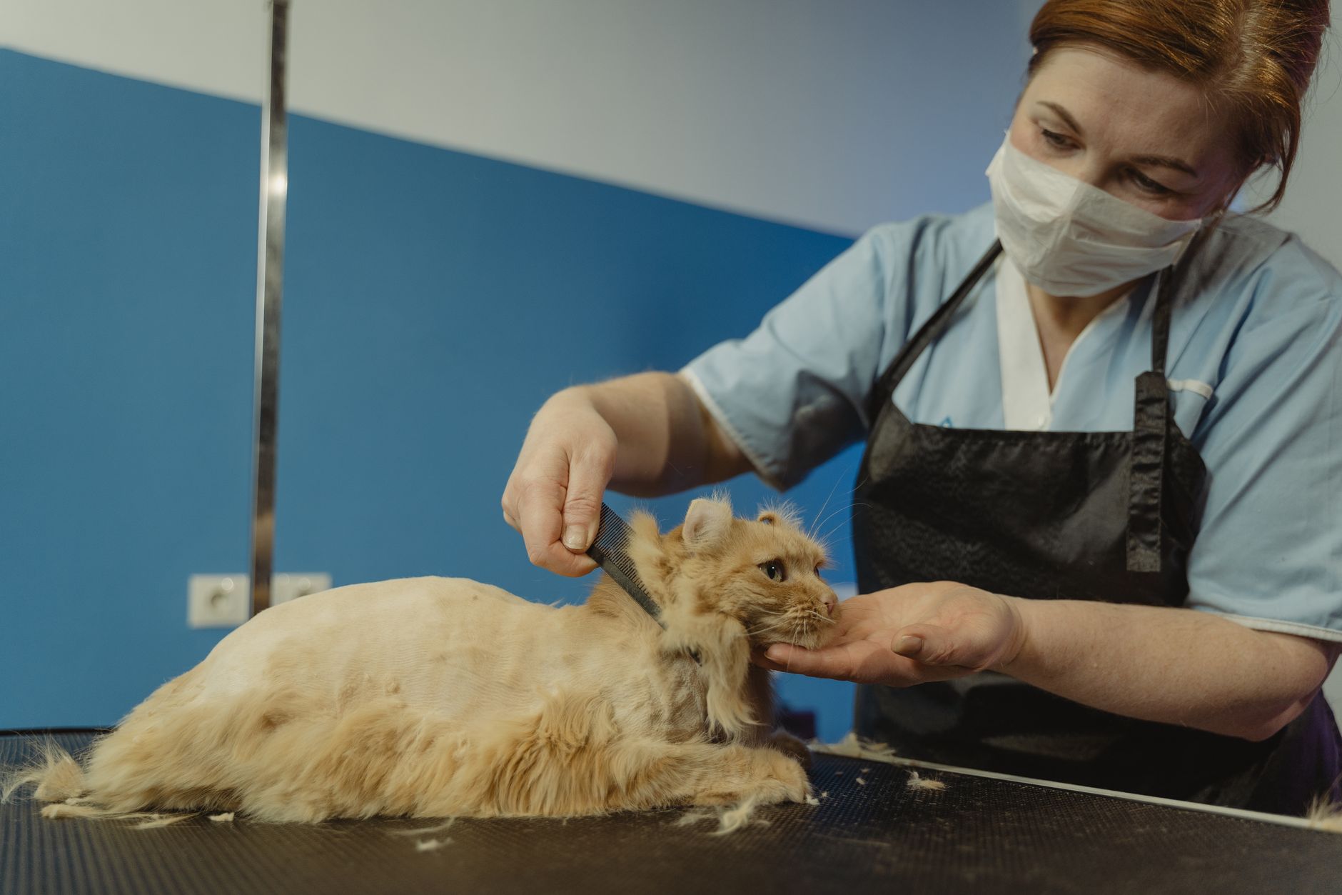 Close-up of a professional groomer trimming a fluffy orange tabby cat indoors.