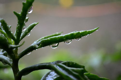 녹색, 비, 비 방울의 무료 스톡 사진