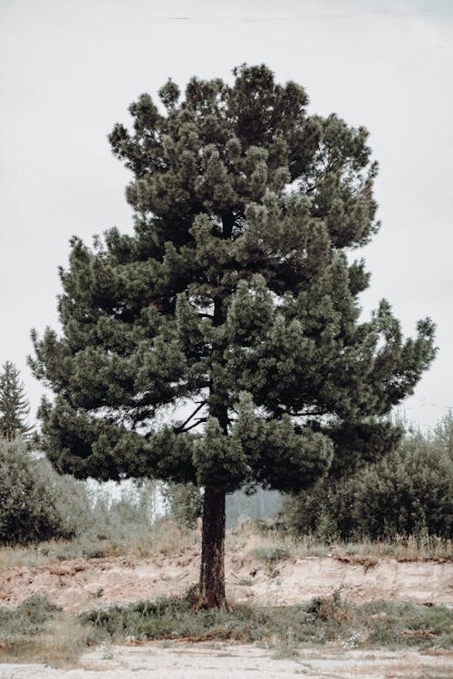 Foto profissional grátis de árvore, aumento, bárbaro