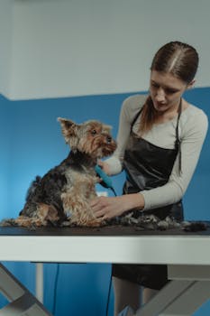 A Yorkshire Terrier getting groomed by a woman indoors, showcasing calm pet care.