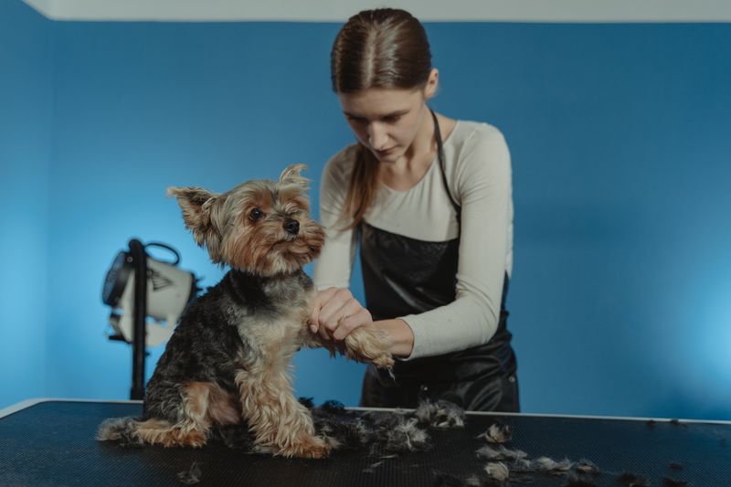 A professional groomer carefully styling a terrier dog on a grooming table in a bright studio setting, demonstrating attentive technique.