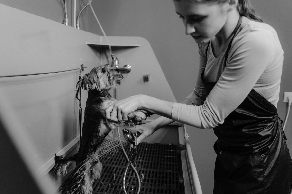 Black and white photo of a groomer washing a small dog in a salon sink.