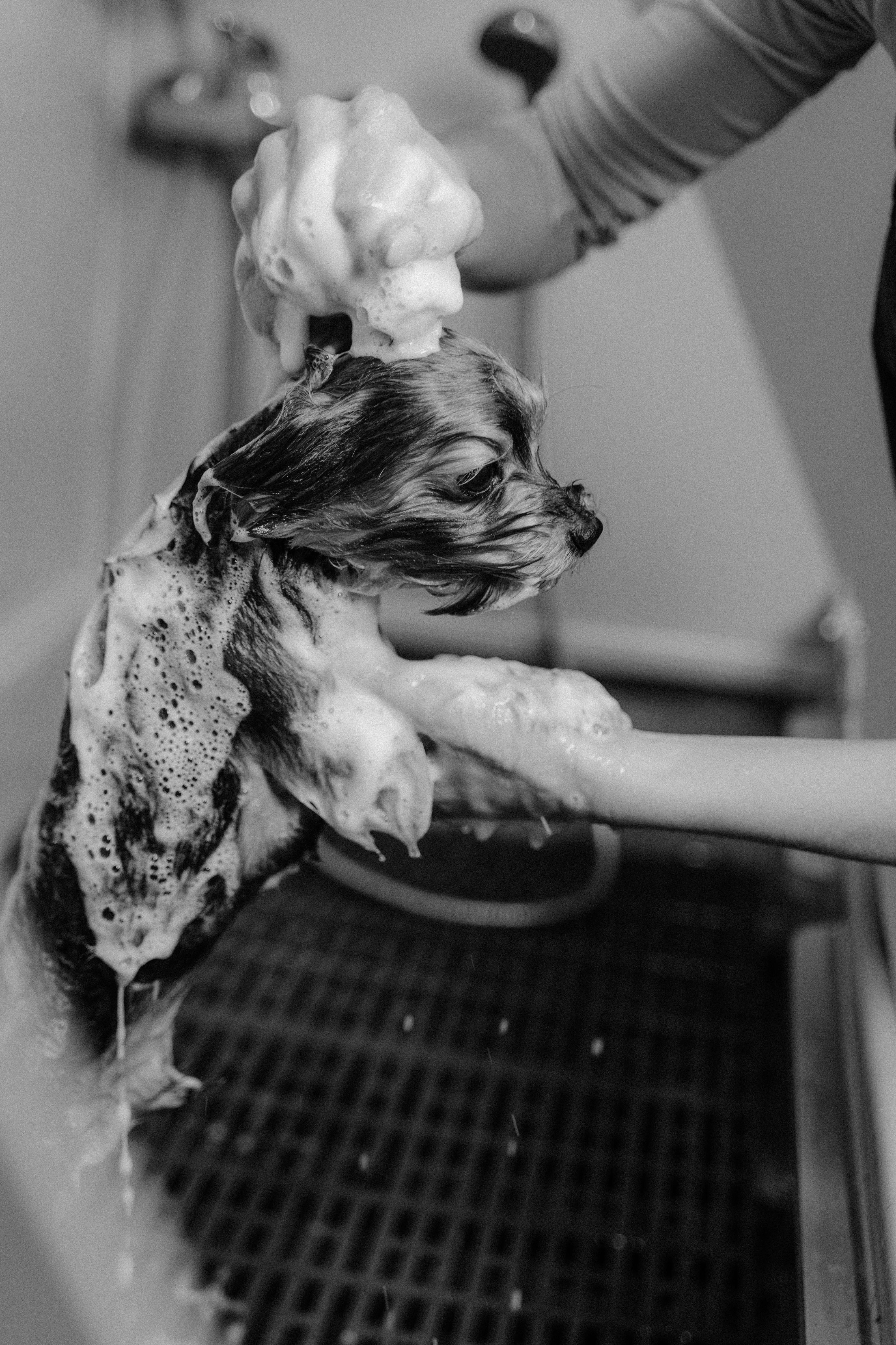 grayscale photography of person shampooing dog