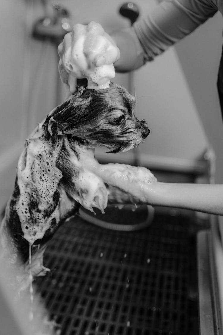 Grayscale Photography Of Person Shampooing Dog