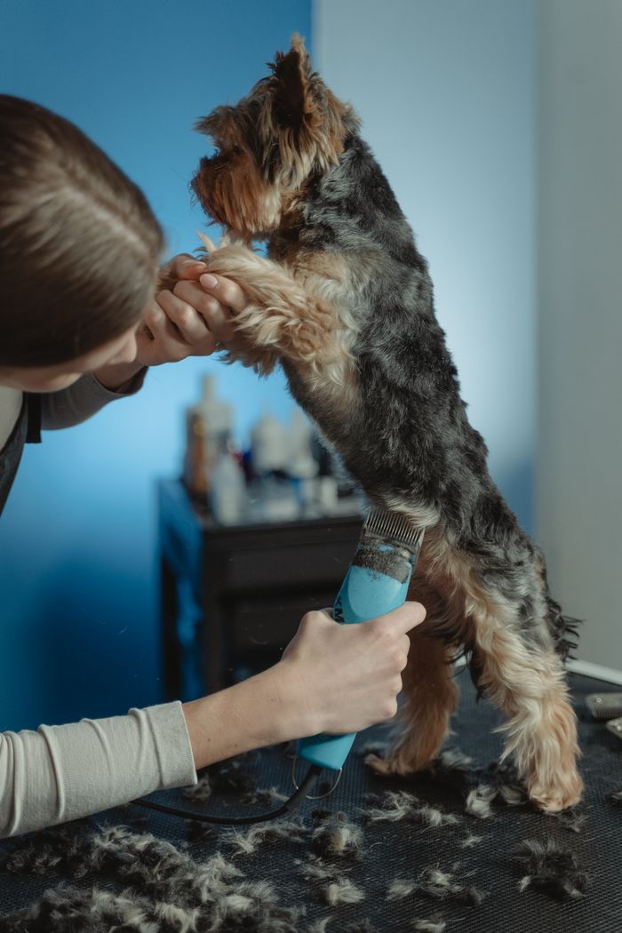 Temporary stock photo — A groomer trimming a terrier on a grooming table