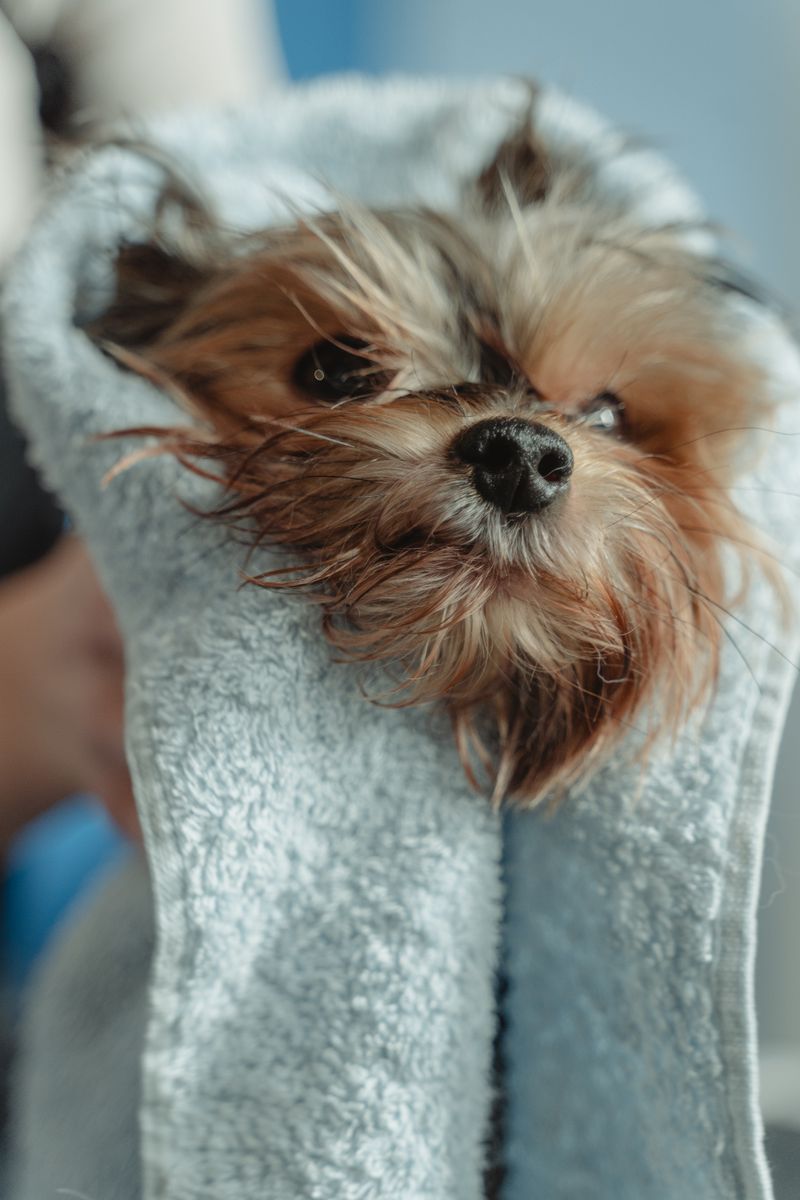 Anak anjing dikeringkan dengan handuk lembut