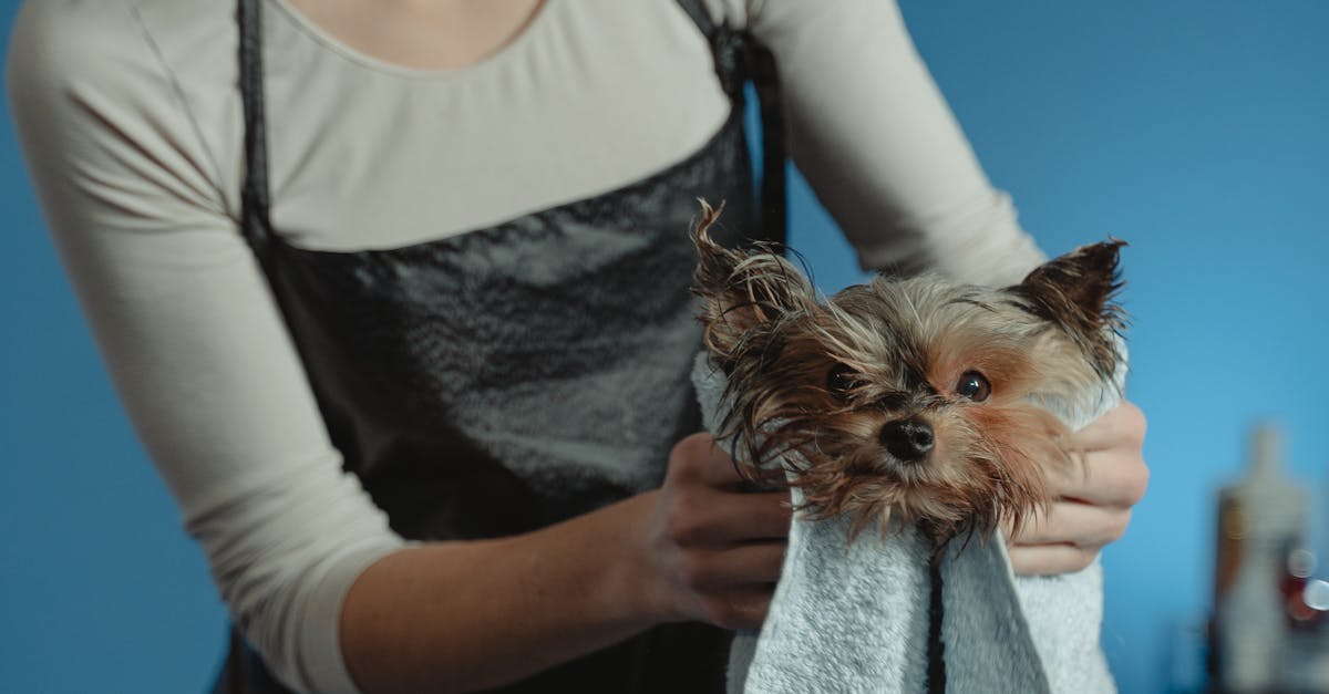 Woman Drying a Wet Dog with a Towel