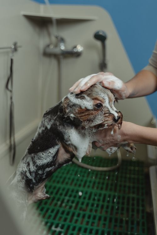 dog being bathed at home for natural flea prevention