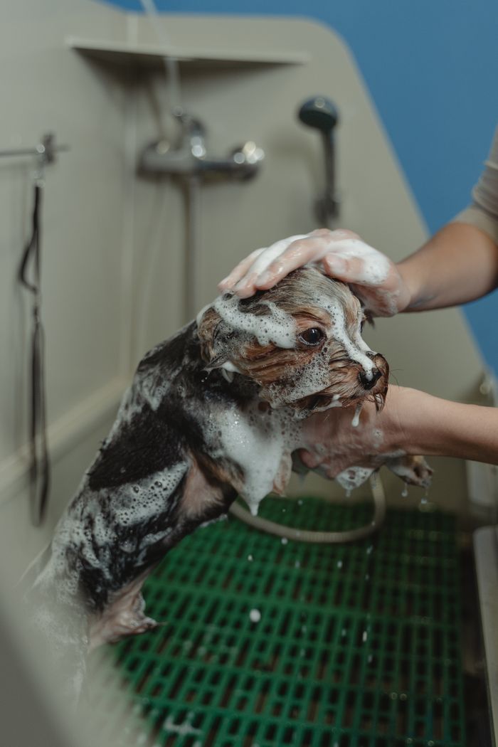 Yorkshire terrier being bathed in a grooming salon