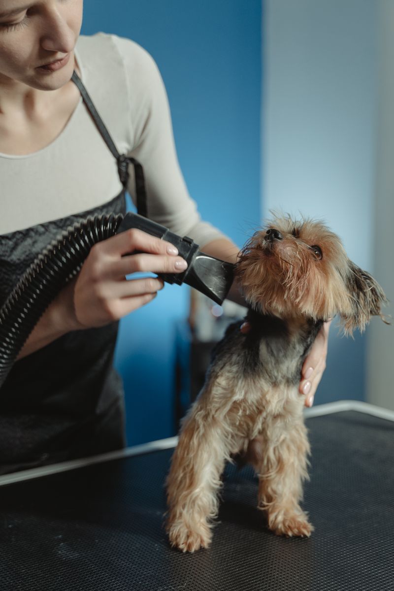 Dog enjoying hand-drying during grooming