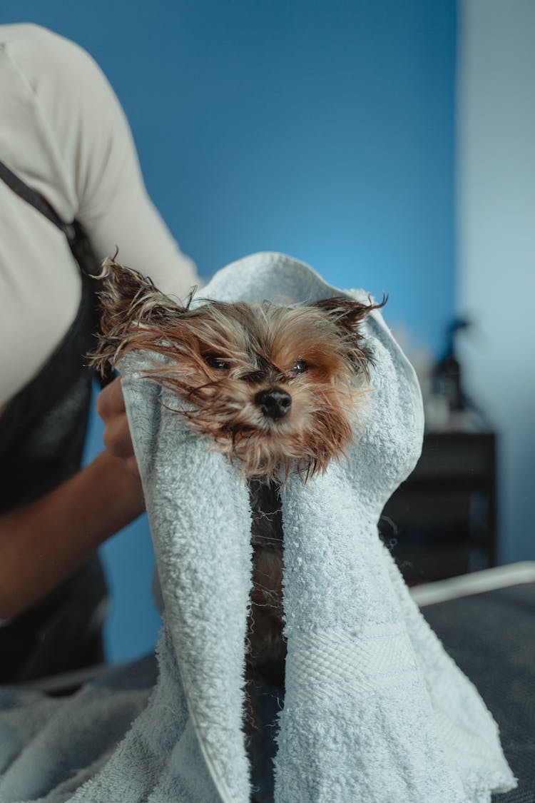 A Wet Dog Covered With Towel