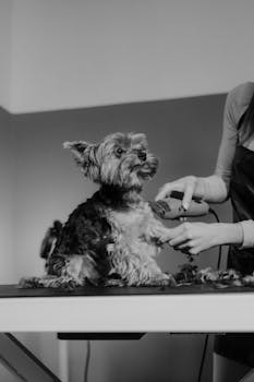 A cute Yorkshire Terrier getting a grooming session at a pet salon.