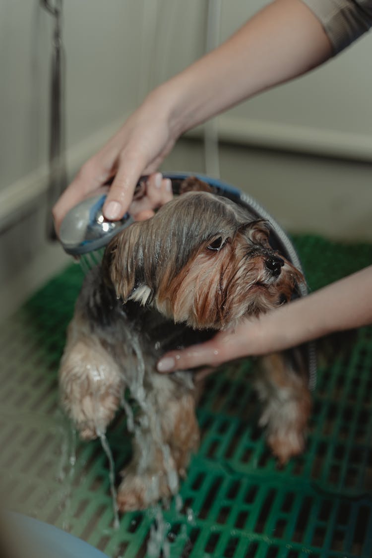 Close-up Photo Of Bathing Of Dog