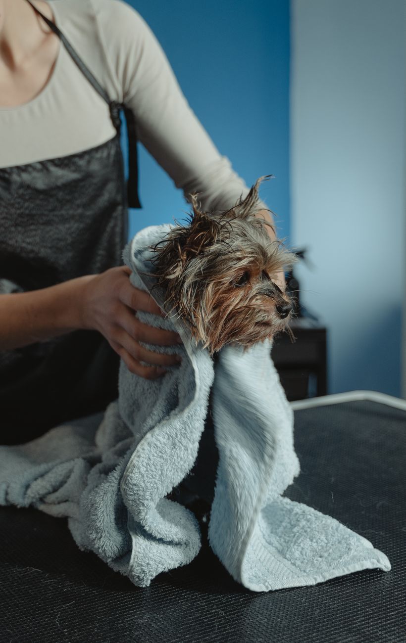 Owner drying a wet dog with a microfibre towel after a home bath