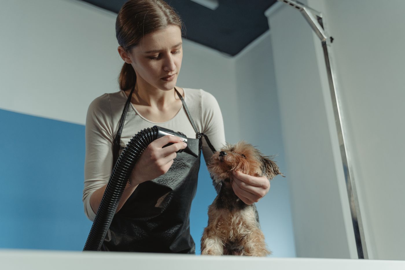 Chó nhỏ được groomer chuyên nghiệp chăm sóc lông trong salon, minh họa lần đầu chó con đi Spa