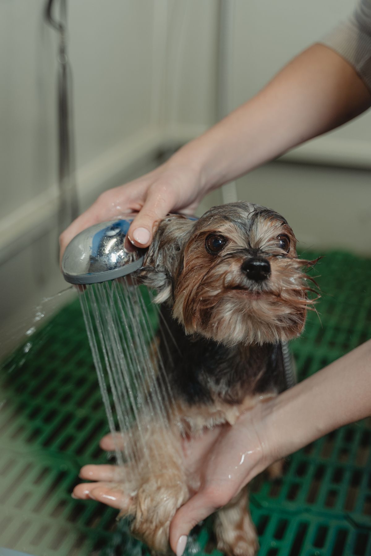 Dog being gently washed during a grooming session