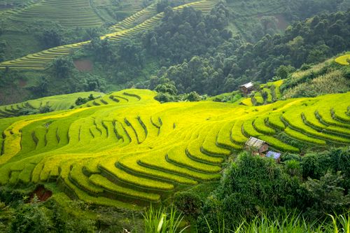 Free Aerial view of verdant rice terraces and huts in a lush countryside setting. Stock Photo