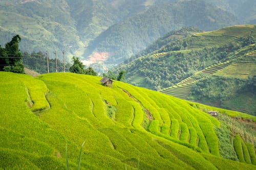 Foto d'estoc gratuïta de agricultura, camps de cultiu, casa de fusta