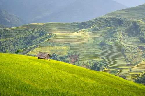 Free A serene view of terraced rice fields with a lonely shack in a verdant mountain landscape. Stock Photo