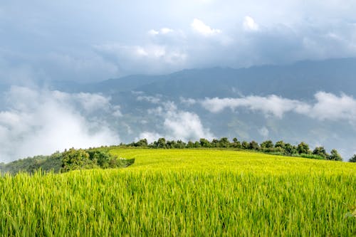 Green Rice Field Near Mountains Under a Cloudy Sky