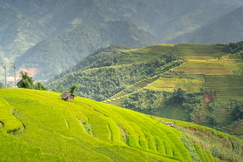 Imagine de stoc gratuită din agricultură, arbori, câmpuri