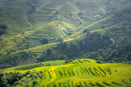 Free A breathtaking view of vibrant rice terraces cascading down a lush valley, showcasing agricultural beauty. Stock Photo